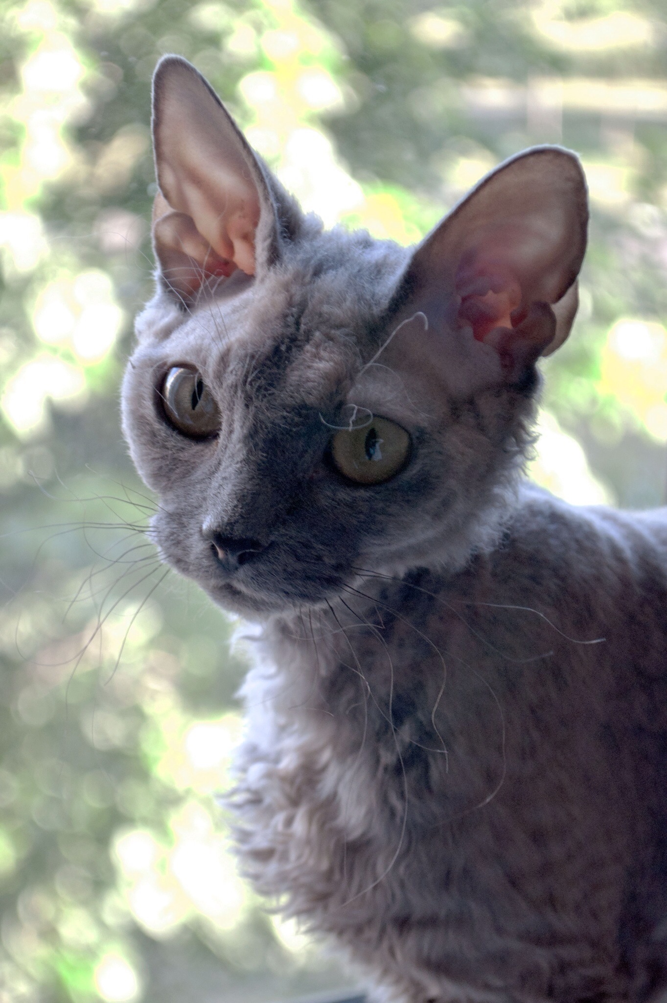 Devon Rex Cats and Veterinary Care in Union City: What Owners Should Know